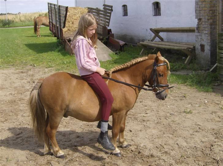 Shetlænder Felix *RIP* - Her var et billede med en alt for stor rytter :S billede 7