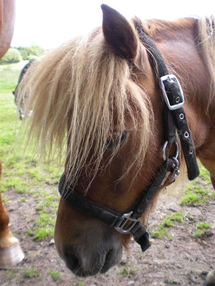 Shetlænder Felix *RIP* - Sommer 2009 billede 8