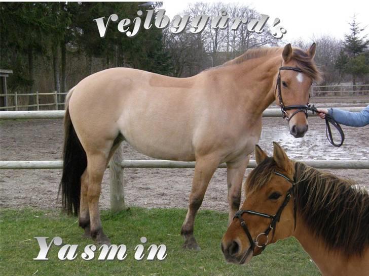 Oldenborg /Fjordhest - Vejlbygård's Yasmin-solgt- - Min vidunderlige pige... billede 1