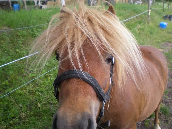Shetlænder Felix *RIP* - Lille frækkert ;) Tror at kameraet kan spises ;P billede 9