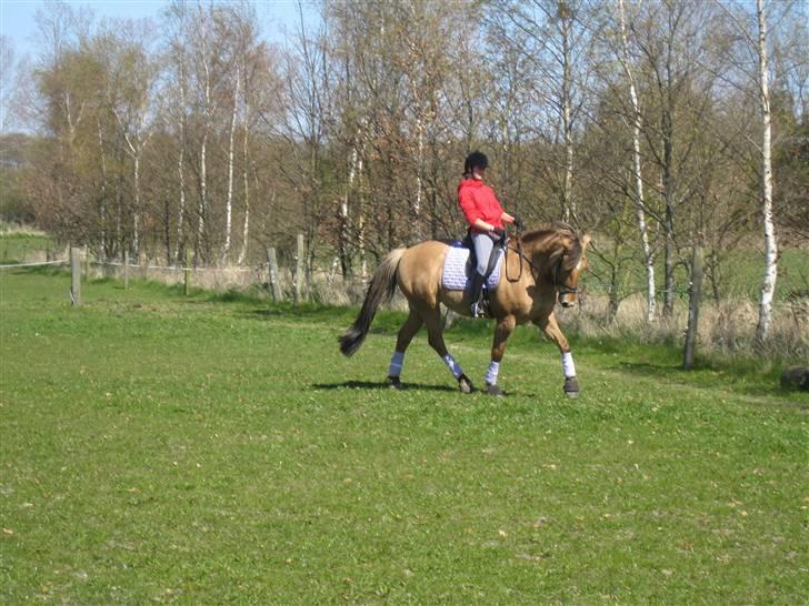 Oldenborg /Fjordhest - Vejlbygård's Yasmin-solgt- - April 2009 redet 2 mdr. efter at have stået næsten stile i 6 mdr, mens jeg var i Australien billede 12