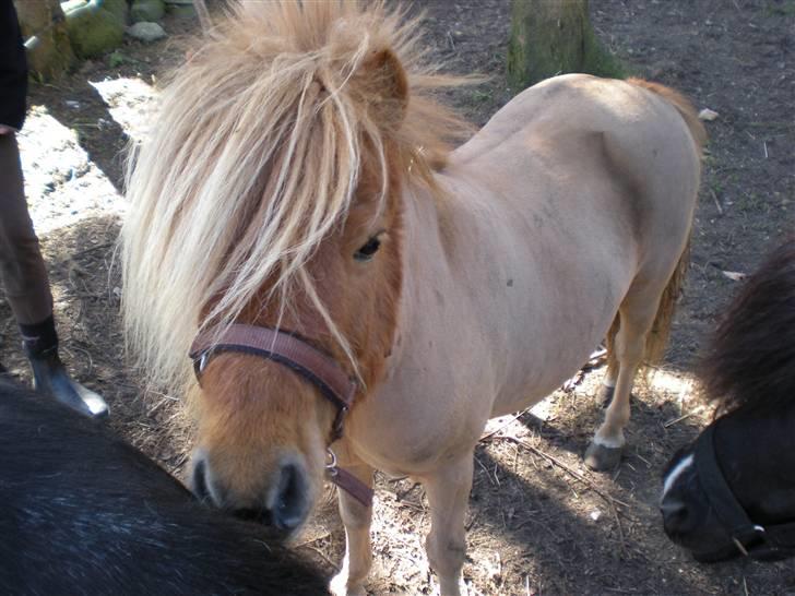 Shetlænder Felix *RIP* - Så blev den lille Felix skaldet :S Pelsen kløede for meget.... billede 10