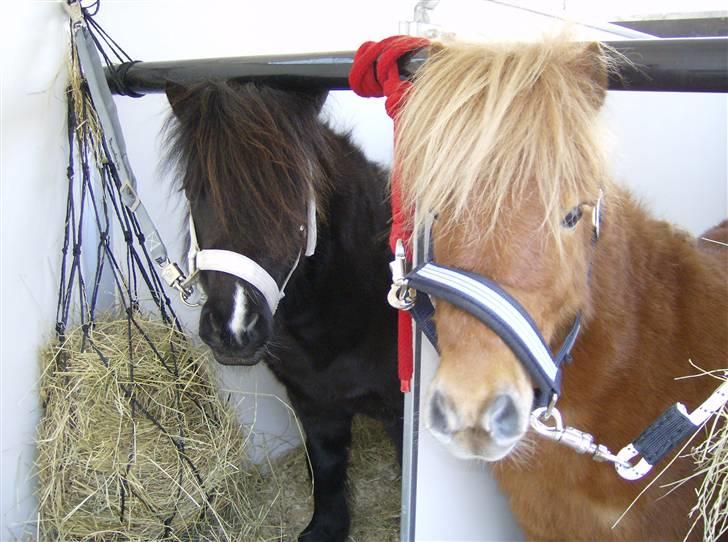 Shetlænder Felix *RIP* - Klar til hjemrejse sammen med hans veninde billede 11
