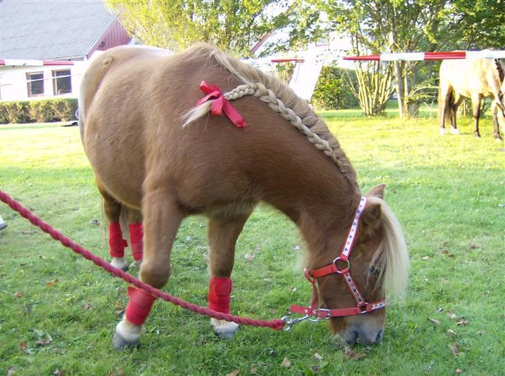 Shetlænder Felix *RIP* - Han er udsmykket til dyrskue og han vandt :D billede 12