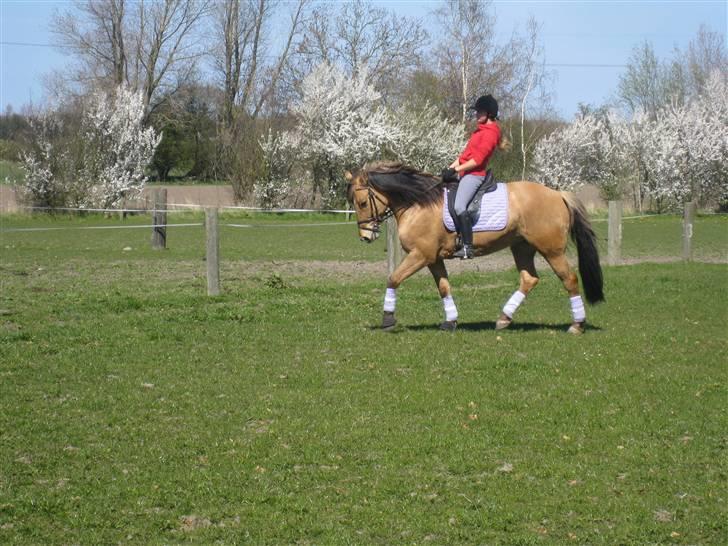 Oldenborg /Fjordhest - Vejlbygård's Yasmin-solgt- - April 2009 Redet 2 mdr.   billede 13