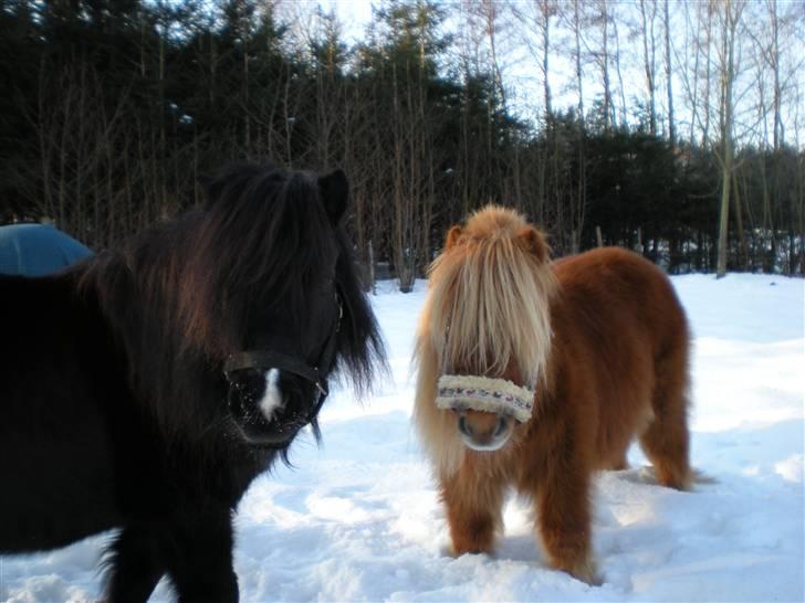 Shetlænder Felix *RIP* - Vinter sammen med Klokkeblomst :) billede 13