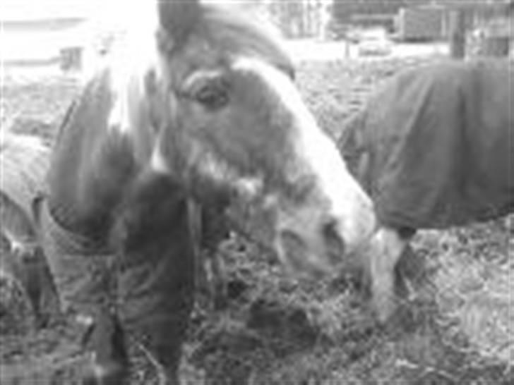 Pinto Mr Jamie (rider ik mere) -  velkomme til vores profil..lille mand<3 heh den gamle dm vinder i spring:D  billede 1