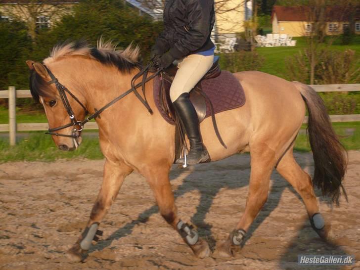 Anden særlig race Tarzan  - tarzan og maria  billede 8