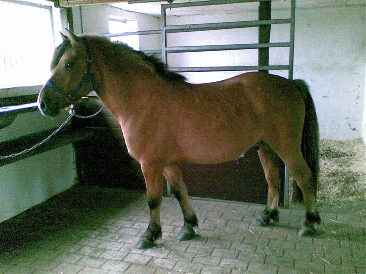 Anden særlig race Tarzan  - Da jeg skulle til og begynde at ride ham billede 9