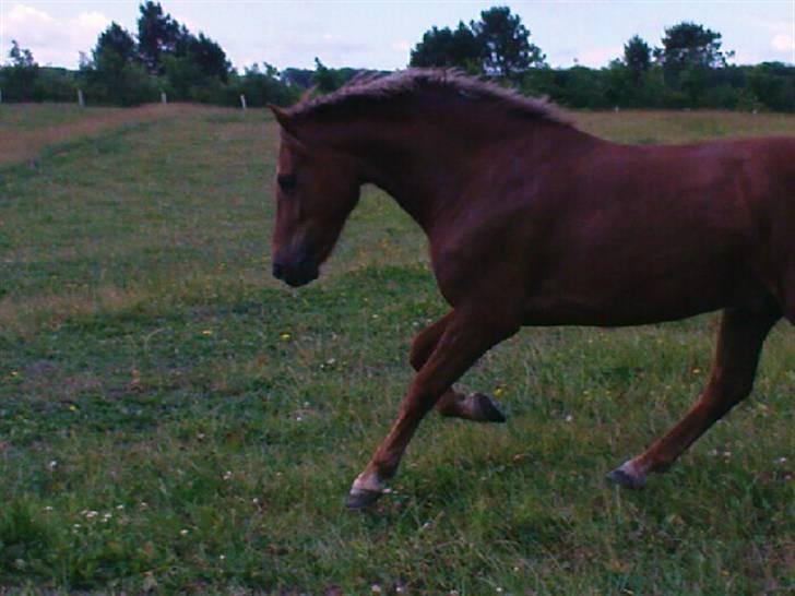 Welsh Pony (sec B) Bakkegaardens Aladdin SOLGT billede 16