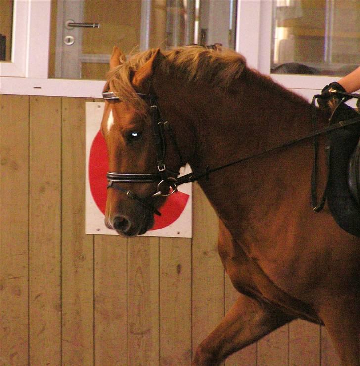 Welsh Pony (sec B) Bakkegaardens Aladdin SOLGT billede 17