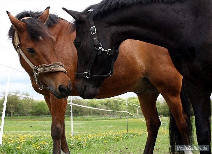 New Forest Elmholts Østwind - 10# - dudi&ølle, det er ikke det samme uden dudi <3 billede 10