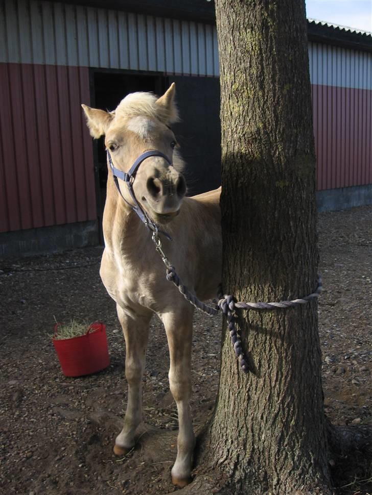 Haflinger Vidtskue Olivia *SOLGT* - Vrinsk vrinsk! billede 20