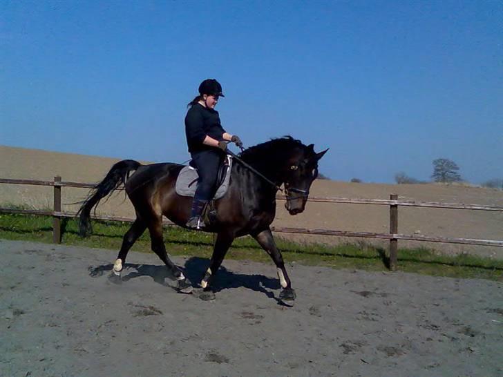 Oldenborg Højvangens Junker *RIP* - Lidt dressur i det fine vejr billede 2
