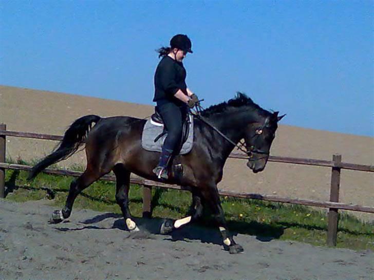 Oldenborg Højvangens Junker *RIP* - Lidt mere dressur billede 3