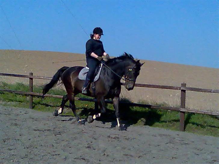 Oldenborg Højvangens Junker *RIP* - Endnu mere dressur billede 4