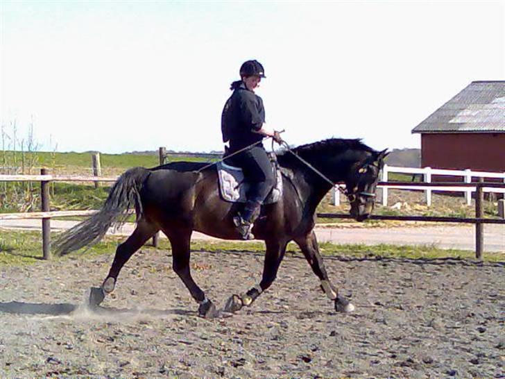 Oldenborg Højvangens Junker *RIP* - dressurhesten junker billede 5