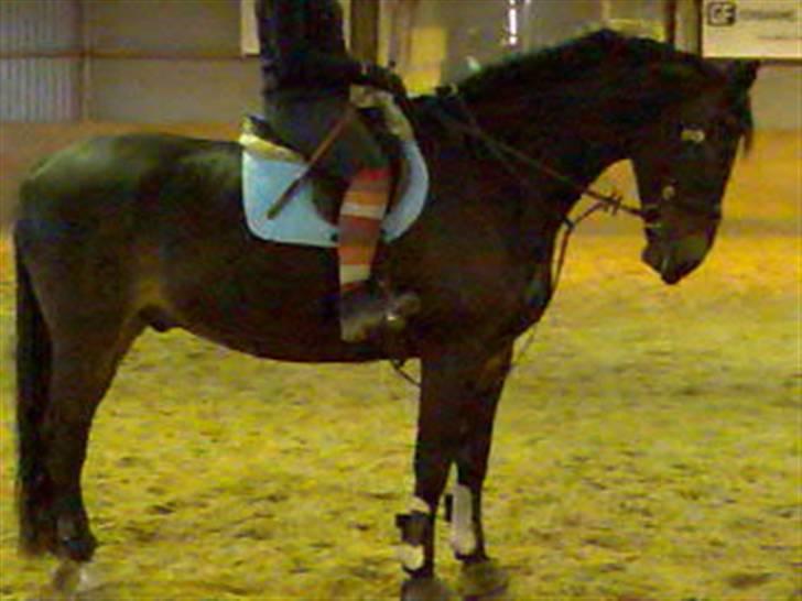 Oldenborg Højvangens Junker *RIP* - Springhesten junker billede 6