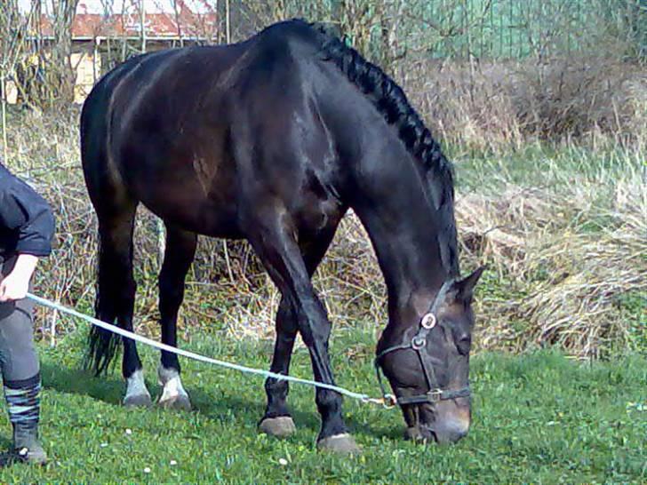 Oldenborg Højvangens Junker *RIP* - GRÆS!!!! billede 7