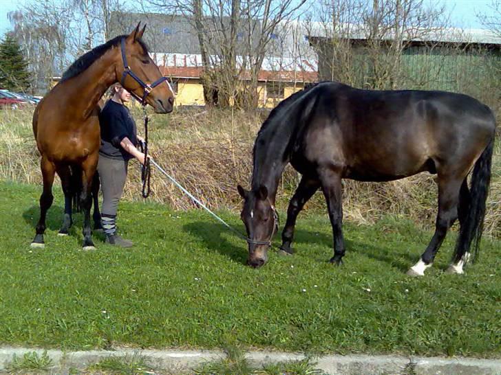 Oldenborg Højvangens Junker *RIP* - Jeg spiser altså lige.... billede 8