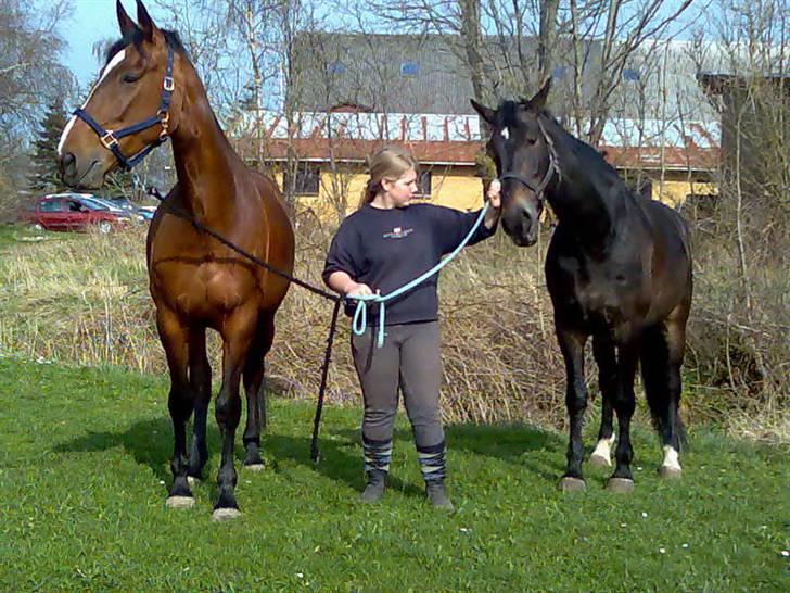 Oldenborg Højvangens Junker *RIP* - Så skidt da. Ta det billede... Junker og lotte billede 9