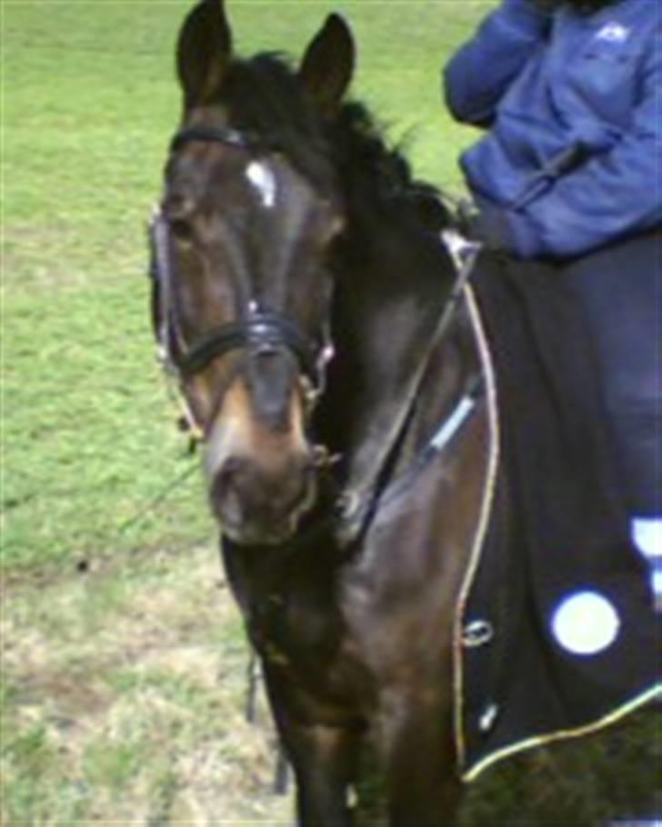 Oldenborg Højvangens Junker *RIP* - Nøj hvad sker der derovre?  billede 11