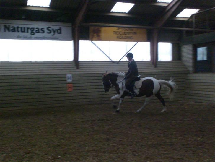 Pinto La-Chris Vesterlund - Galop undervisning D 25 september billede 7