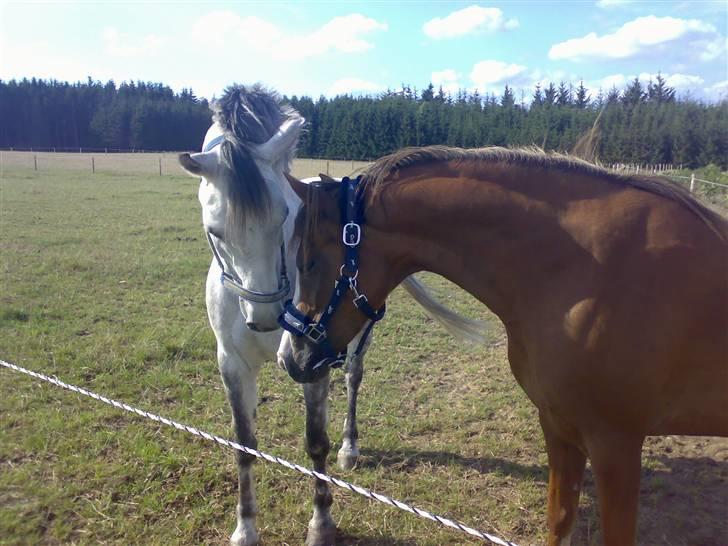 Welsh Pony af Cob-type (sec C) Figo - Figo står lige med sin beste ven Josie (min søsters pony)<-- min gamle pony´] den har også heste galleri;) billede 16