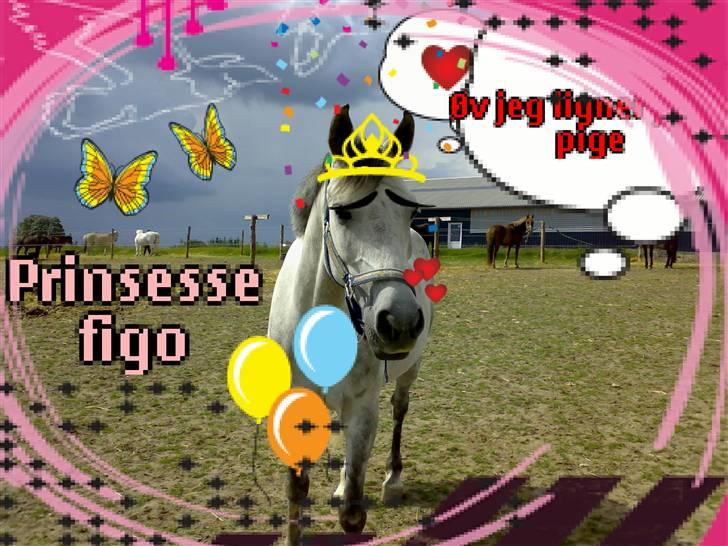Welsh Pony af Cob-type (sec C) Figo - HiHi har lige gjort Figo lidt TØZET:P billede 17
