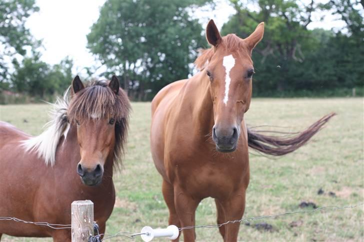 Islænder Stjarni billede 12