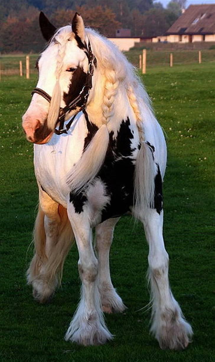 Tinker Wild Irish Bellis - smukke Bellis i aftensolen billede 1