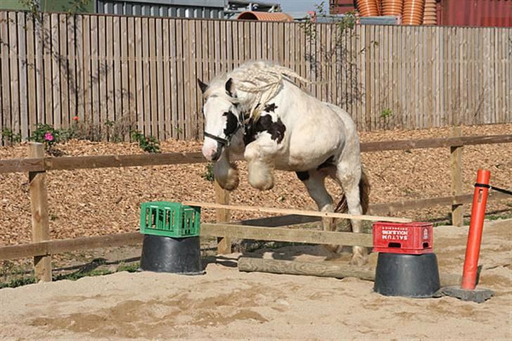 Tinker Wild Irish Bellis - Bellis i løsspring billede 2