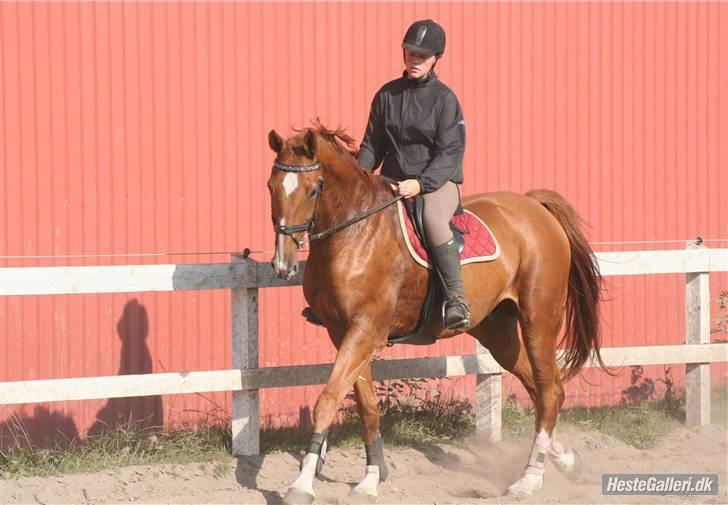 Mecklenburger Godus 2(R.I.P.- 26/8-09)† - Godus :D på en god dag :D (foto: Lone P) billede 18