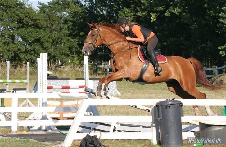 Mecklenburger Godus 2(R.I.P.- 26/8-09)† - Vi springer stor Vand :D (foto: Lone Pedersen) billede 19