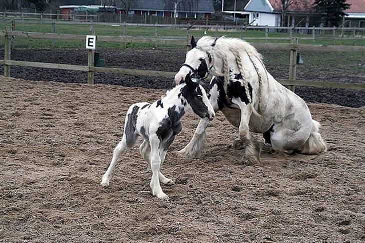 Tinker Wild Irish Bellis - Bellis med sit føl Posseidon of Irish billede 3