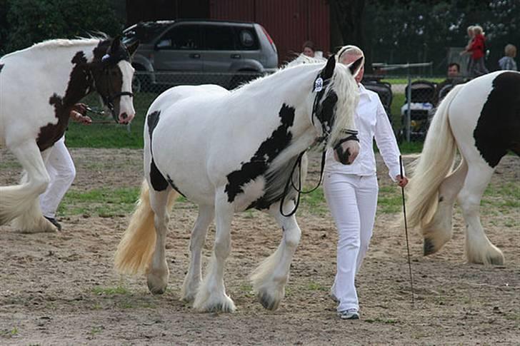 Tinker Wild Irish Bellis - Bellis store hestedag hvor hun gik videre til ´Best in show´ billede 4
