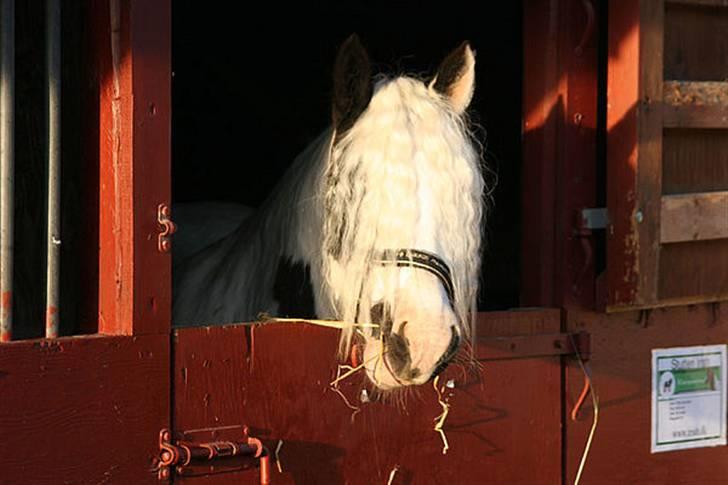 Tinker Wild Irish Bellis - Bellis store hestedag 2005 billede 5