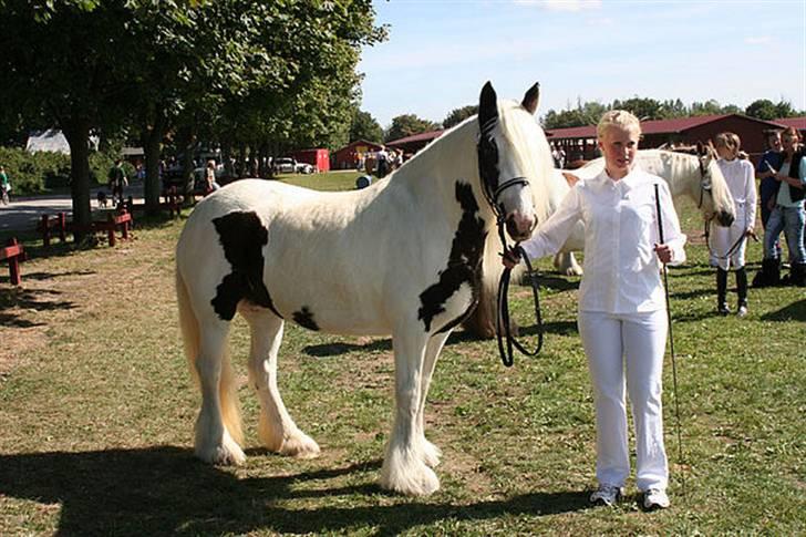 Tinker Wild Irish Bellis - Bellis store hestedag 2005 billede 6