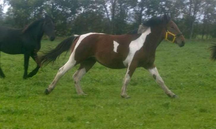 Pinto  Lupin a prena  solgt hulk - Her er jeg så i fuld udstrækning  billede 6
