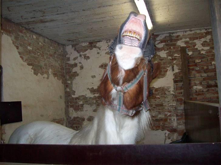 DSP Pedersmindes Ofelia<3 - Ja.. Det er så Ofelia som vi kender hende xD Foto: JGM.(mig) 2008 billede 20