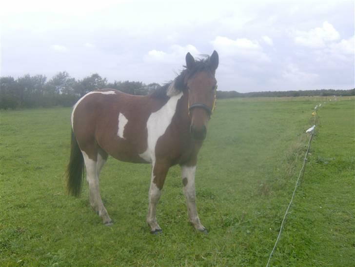 Pinto  Lupin a prena  solgt hulk - er jeg ikke fin billede 7