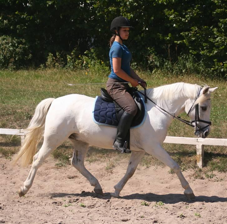 Anden særlig race Laban  - Foto: Ditte Jorsal billede 6