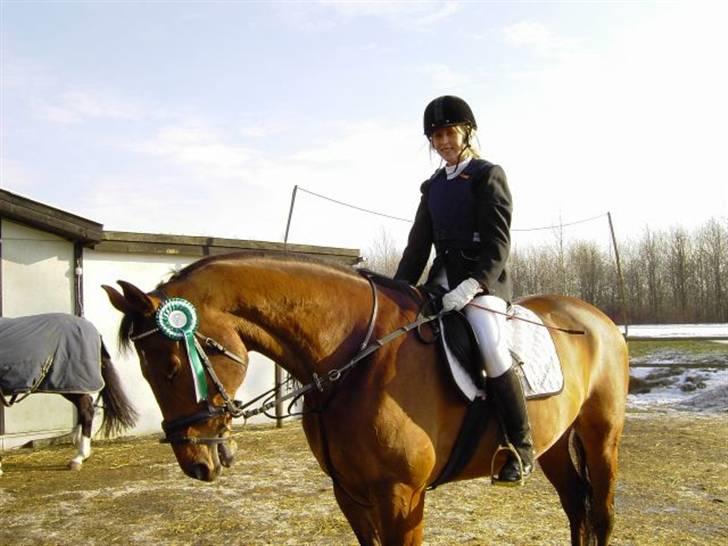 Dansk Varmblod Weluks (Lucas) efterlyses - En dejlig 3. plads til klubmesterskabet på VER billede 6