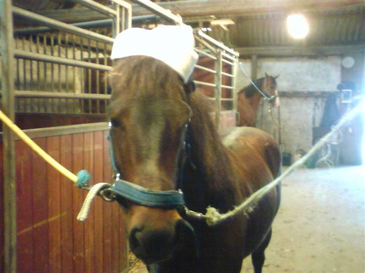 Anden særlig race Bastian "SAVNET" - jah, det er jo vinter<3<3 billede 4