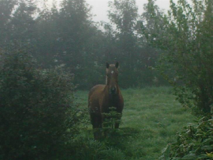 Welsh Pony (sec B) Bakkegaardens Aladdin SOLGT billede 18