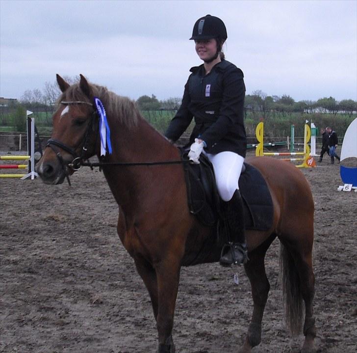 Welsh Pony (sec B) Bakkegaardens Aladdin SOLGT billede 19