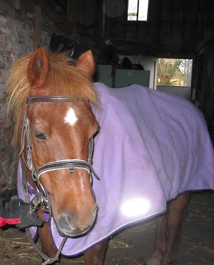 Anden særlig race Cheri<3 † Hvil I Fred<3 † - nyt billed af tøsen, taget d.29 september 2007:) så sød hun er:) billede 20