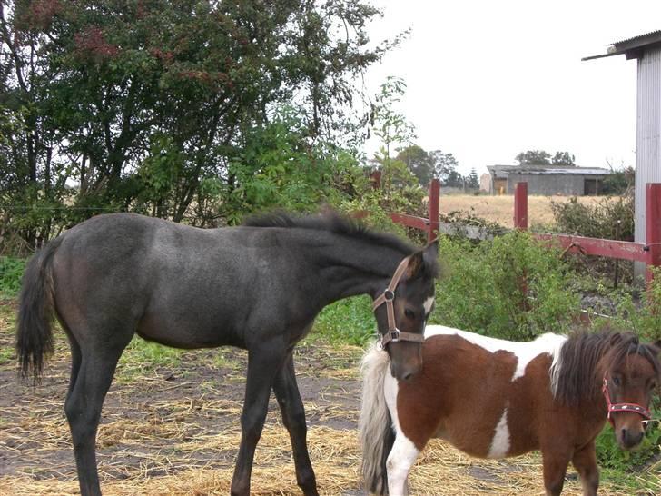 Dansk Varmblod Ny Corlinde Mario billede 18