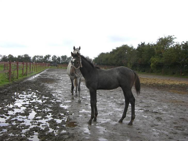 Dansk Varmblod Ny Corlinde Mario billede 19