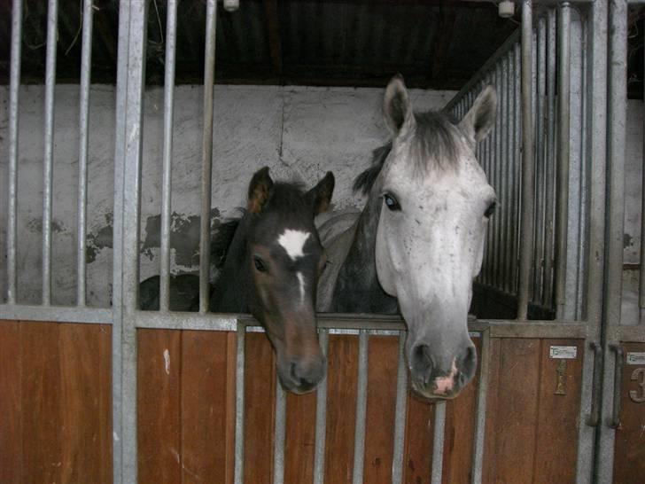 Dansk Varmblod Ny Corlinde Mario billede 20